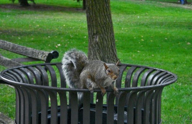 separacion-residuos-domesticos