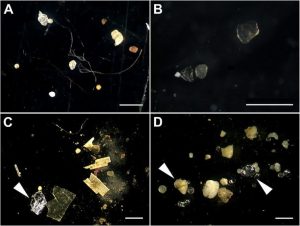 microplasticos